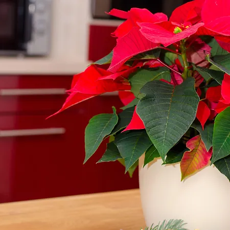 Appartement David Appartments *