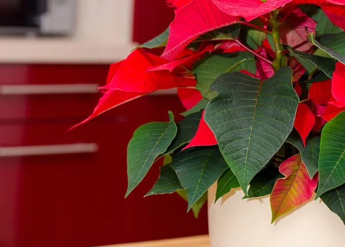 アパート David Appartments *